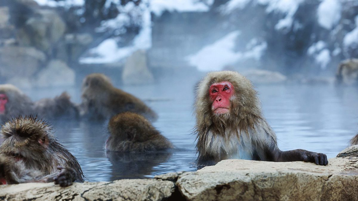 Japanese Monkey In Natural Onsen