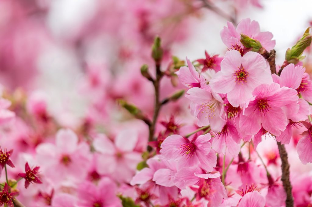 Sakura hanami