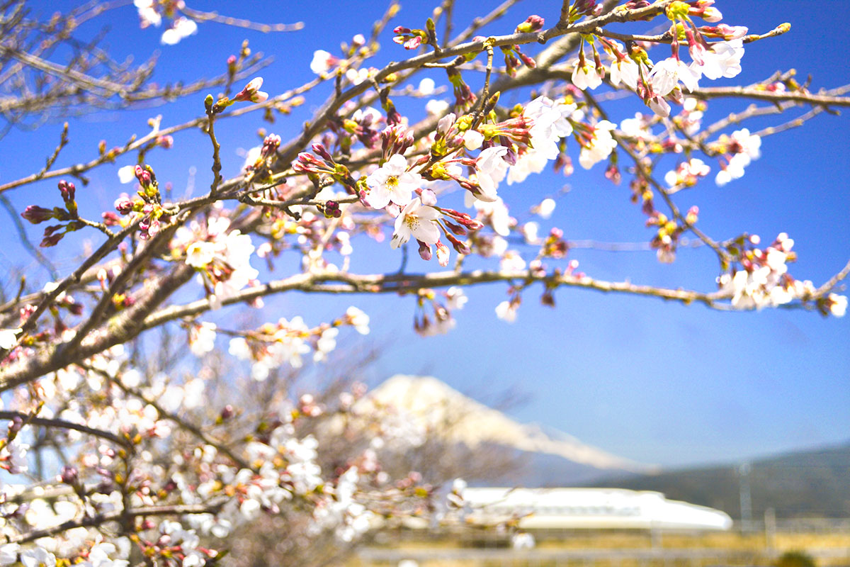 Sakura hanami in Japan