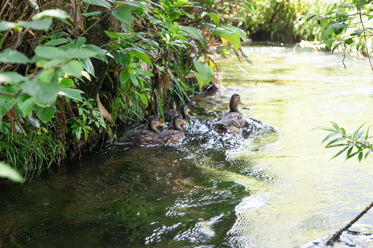 Kamikochi ducks