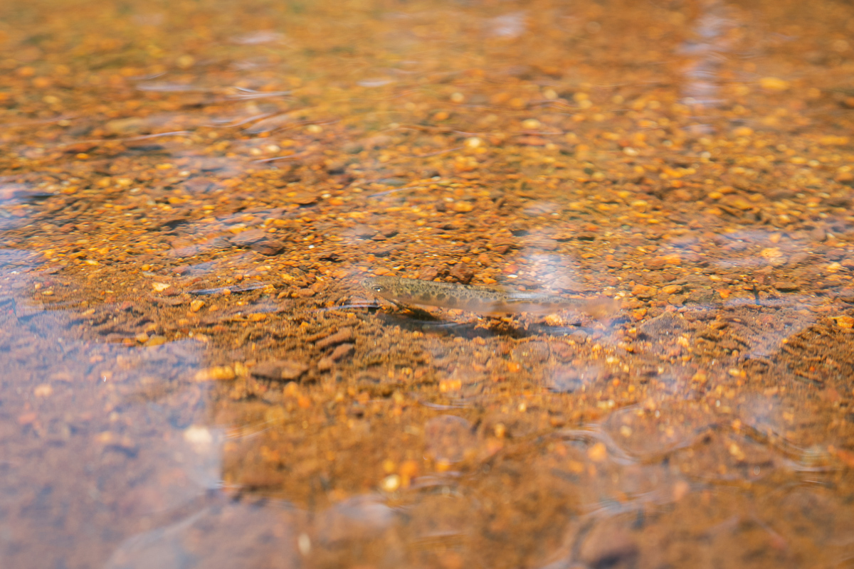 Fish in the Lake Tashiro