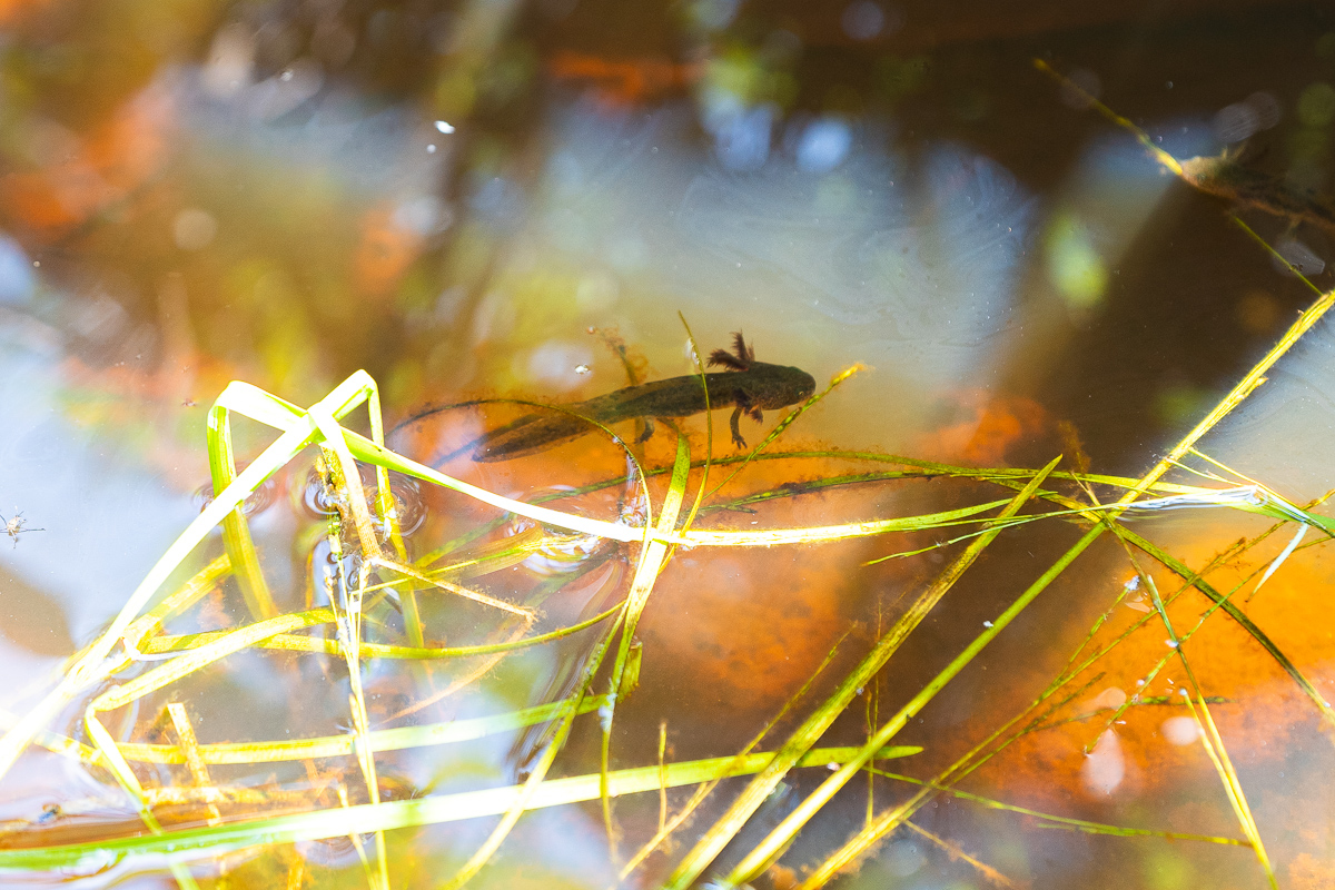 Kamikochi small wildlife