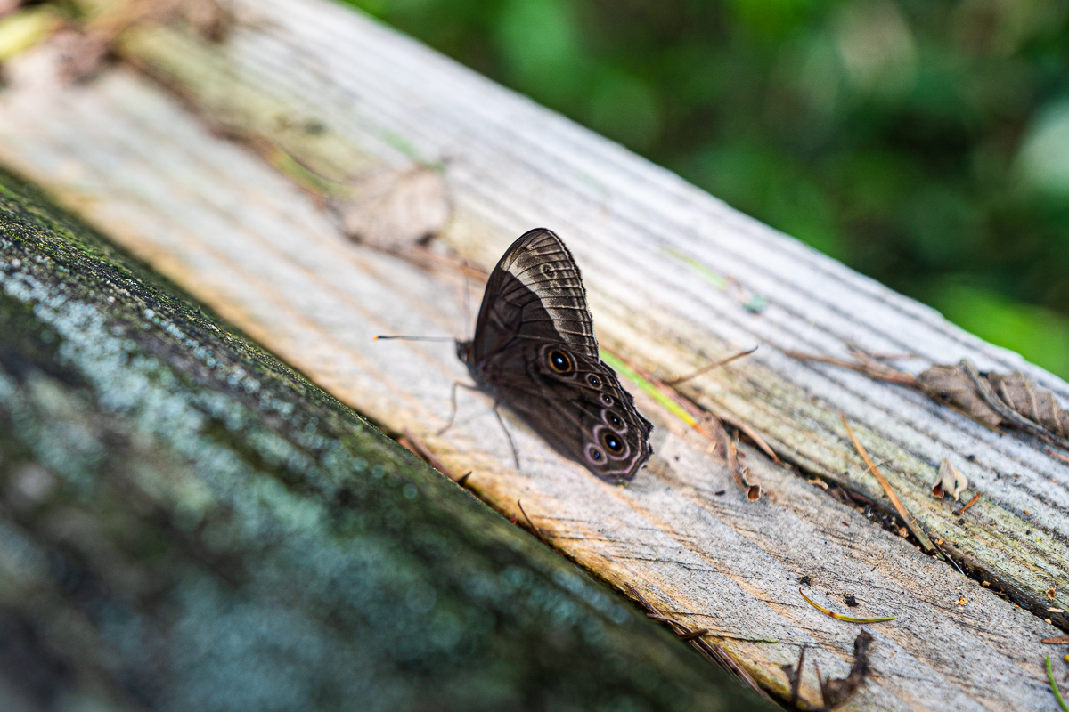 Kamikochi small wildlife