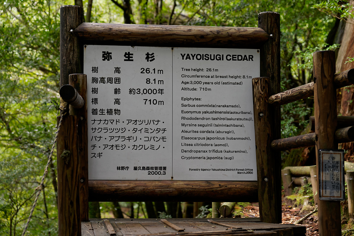 Yayoisugi Cedar Information