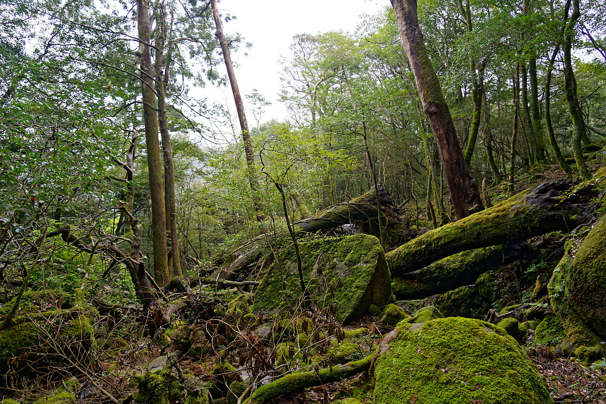 Shiratani Unsuikyo Ravine