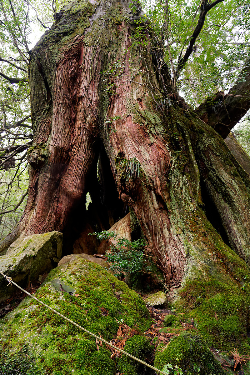 Cedar stump on Shiratani Unsuikyo (vertical)