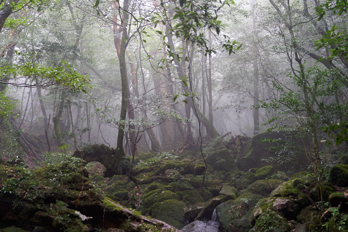 Mist in the Shiratani Unsuikyo Ravine