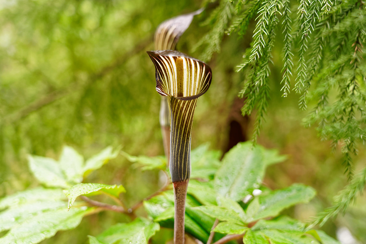 Plant on the Shiratani Unsuikyo Ravine