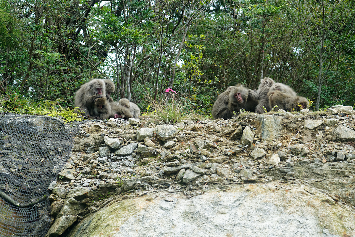 Yaku-Monkeys seen on the road to Shiratani Unsuikyo Ravine