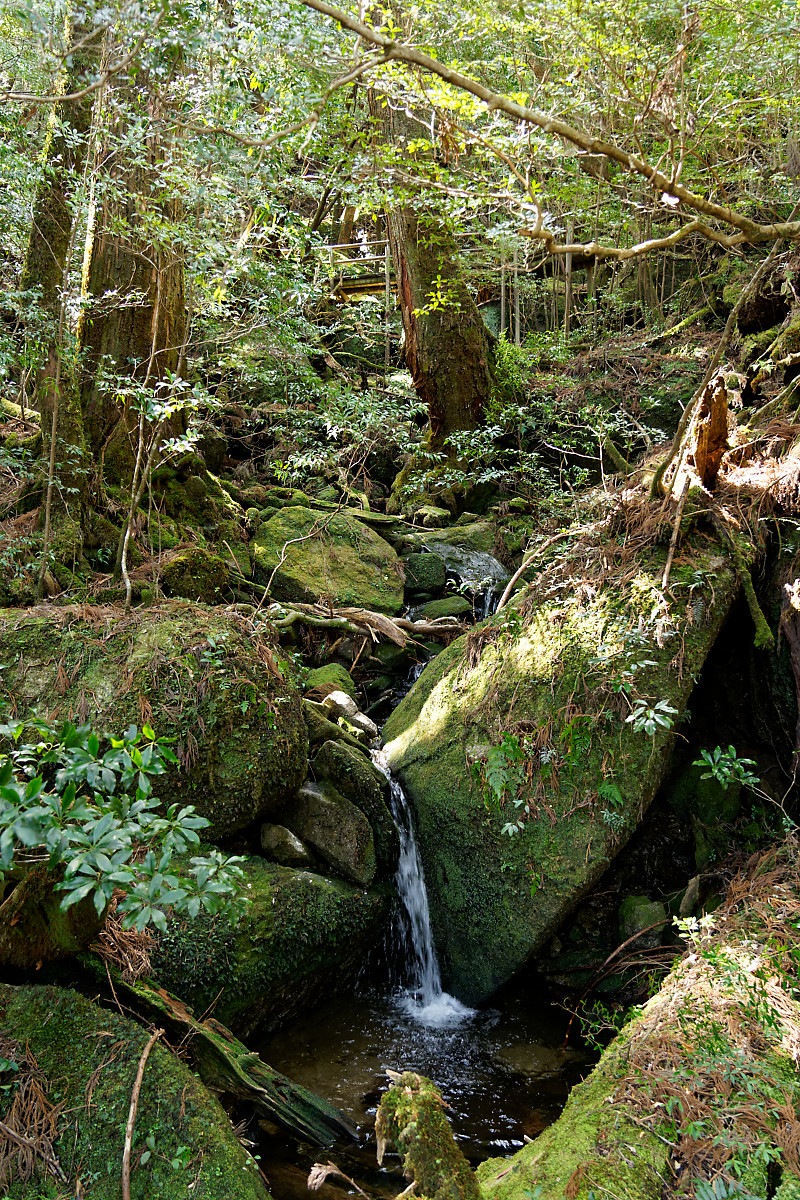 Yakusugi Land