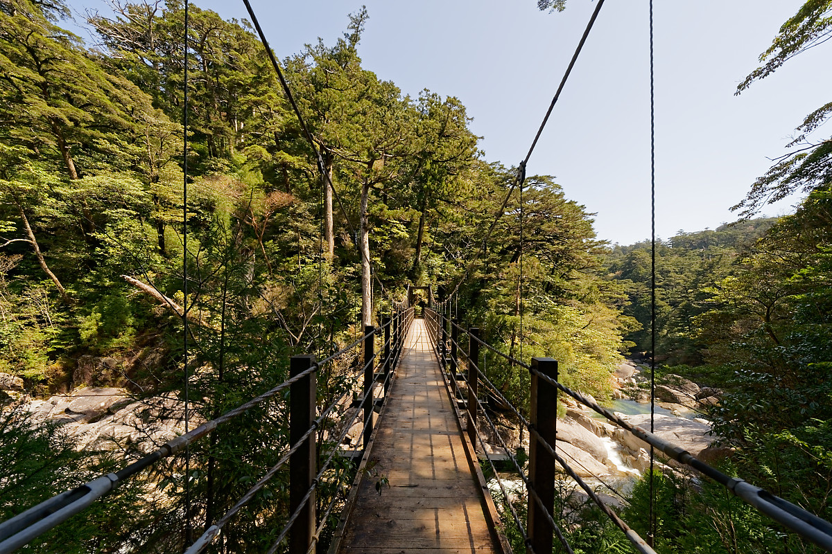 Bridge in Yakusugi Land