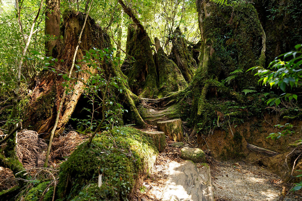 Yakusugi Land