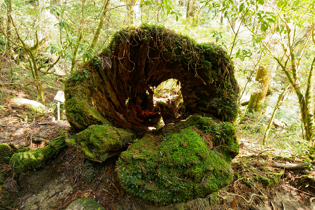 Hollow trunk in Yakusugi Land