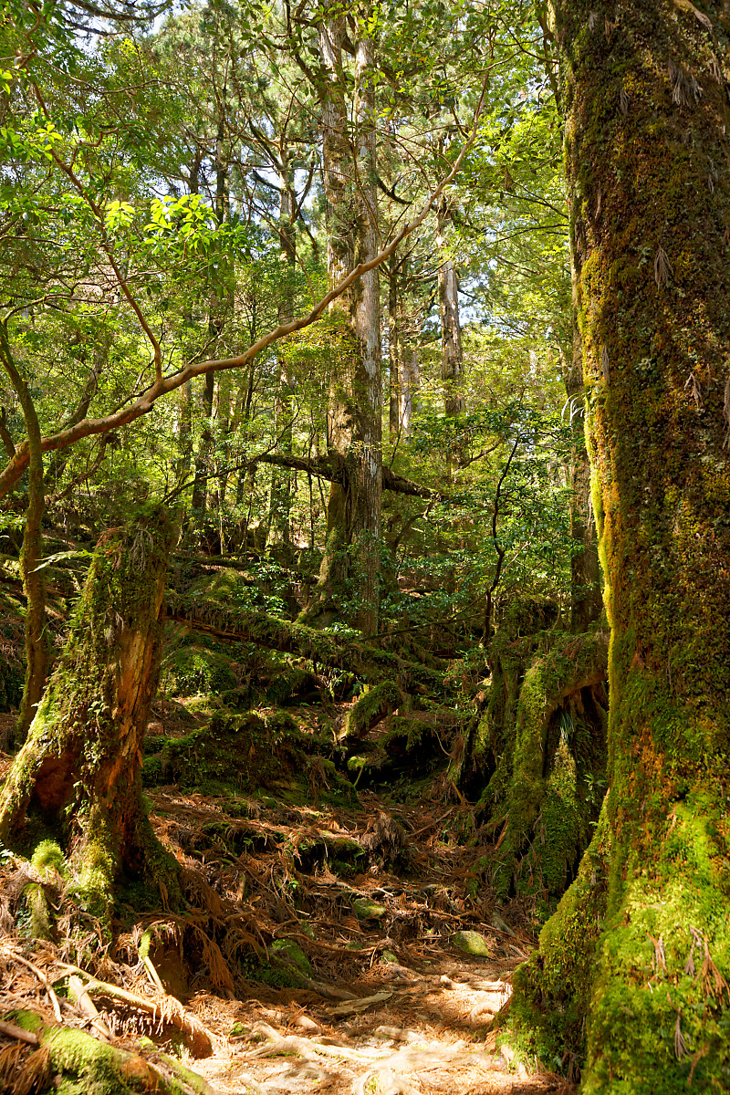 Yakusugi Land