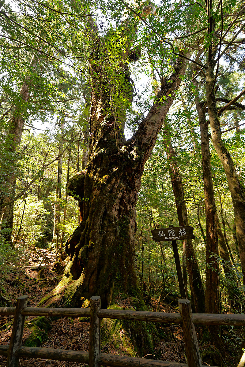 Yakusugi Land