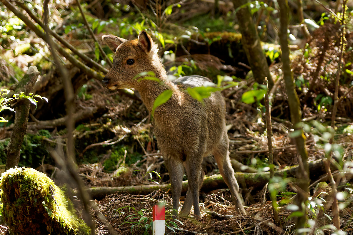 Yaku-Deer in Yakusugi Land