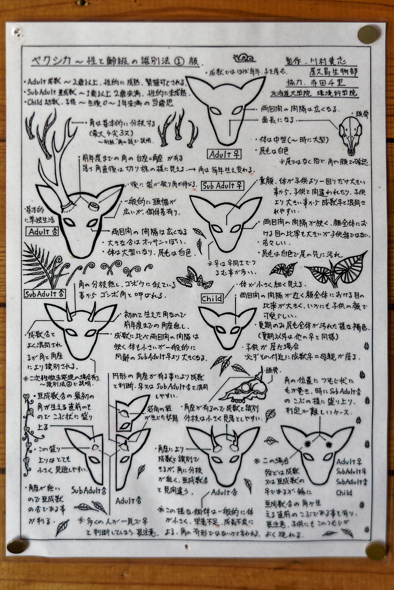 Yaku-Shika Information Sheet (in Japanese) at Yakusugi Land