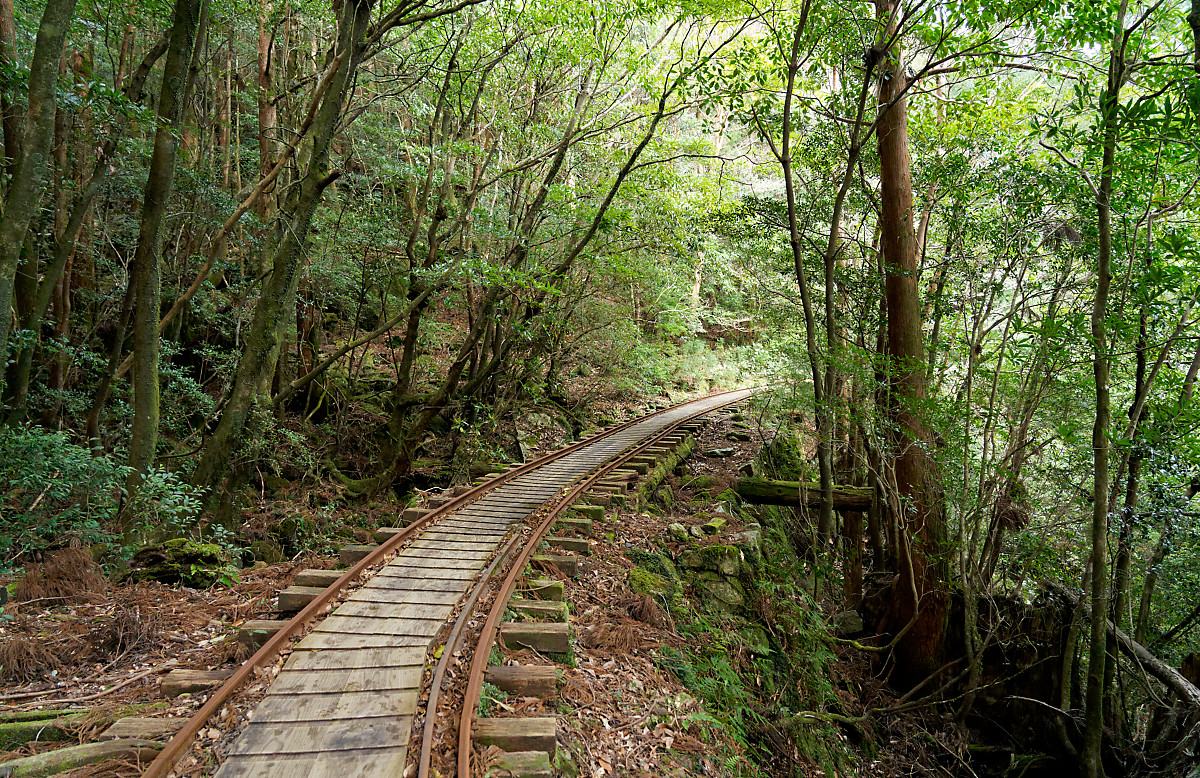 Walking in Yakushima forest