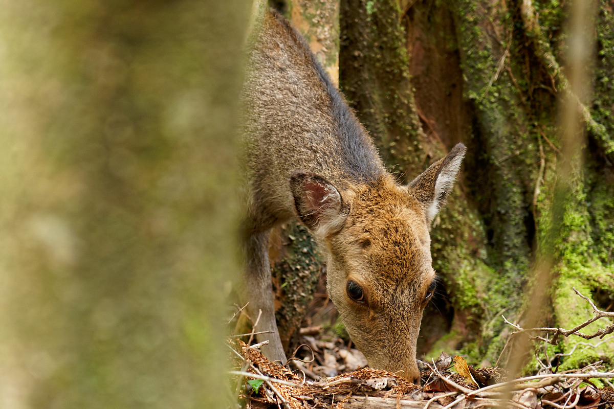 Yaku-Deer