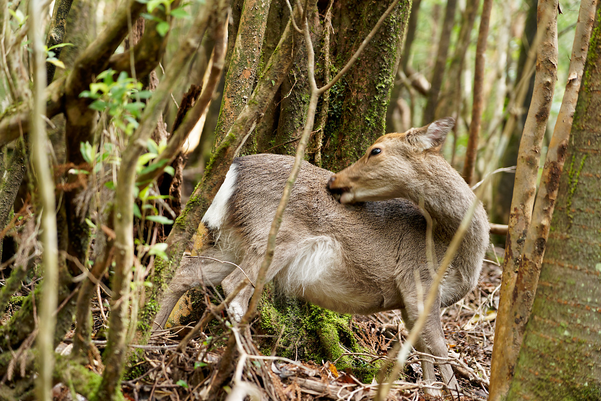 Yaku-Deer