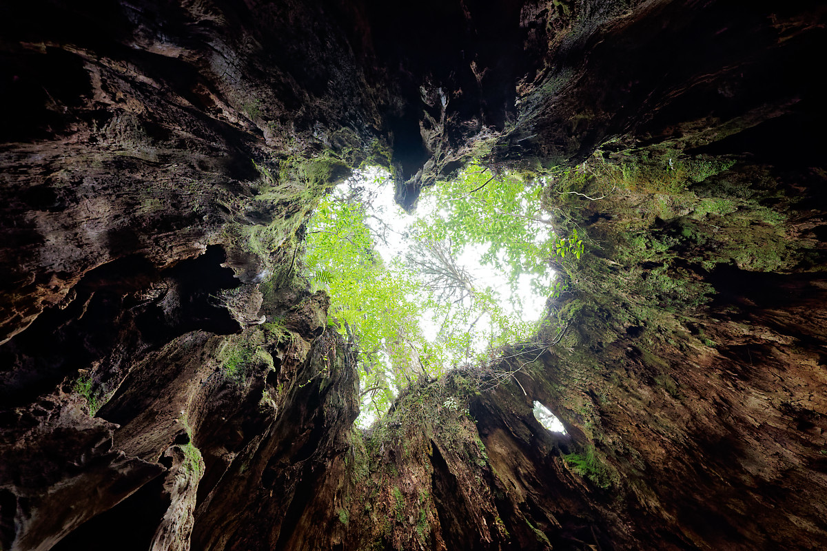 Wilson's Stump