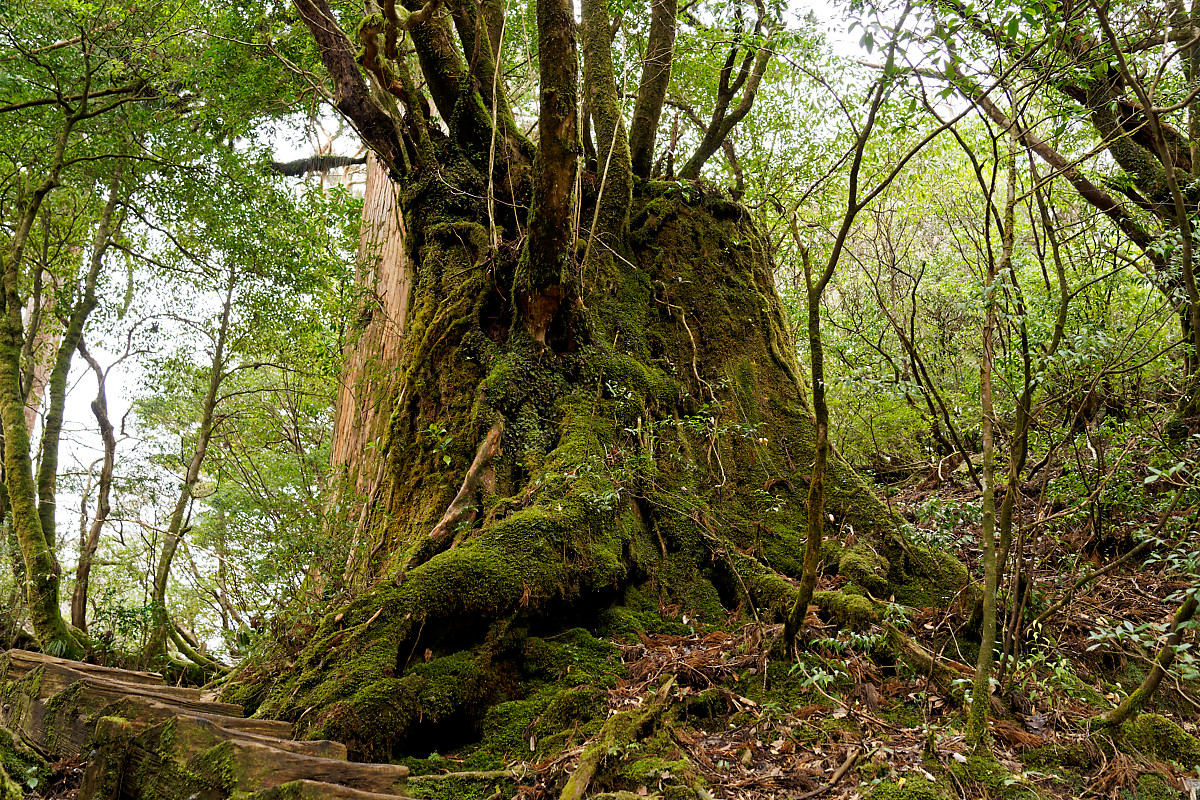 A stump with new branches