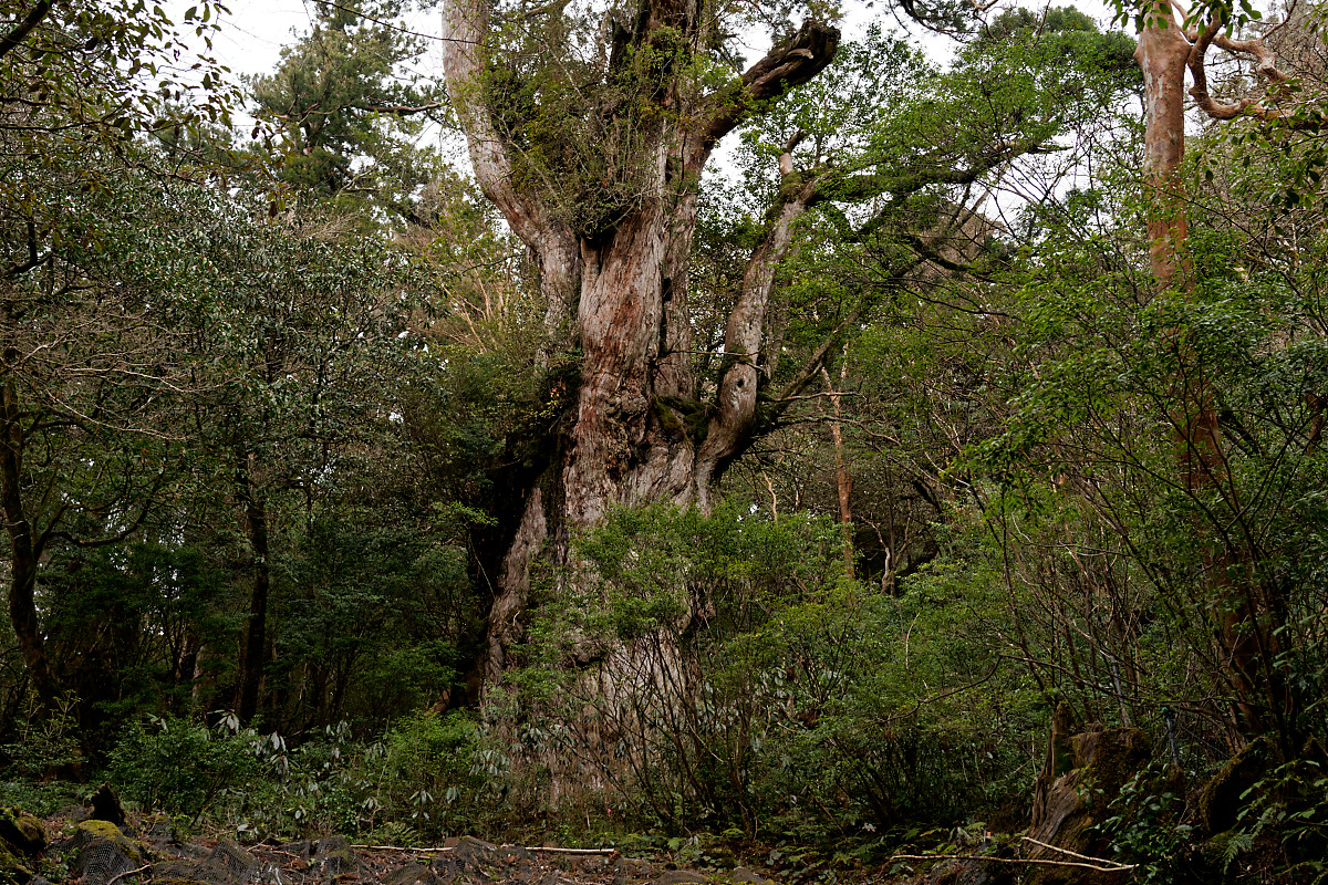 Jomon-sugi