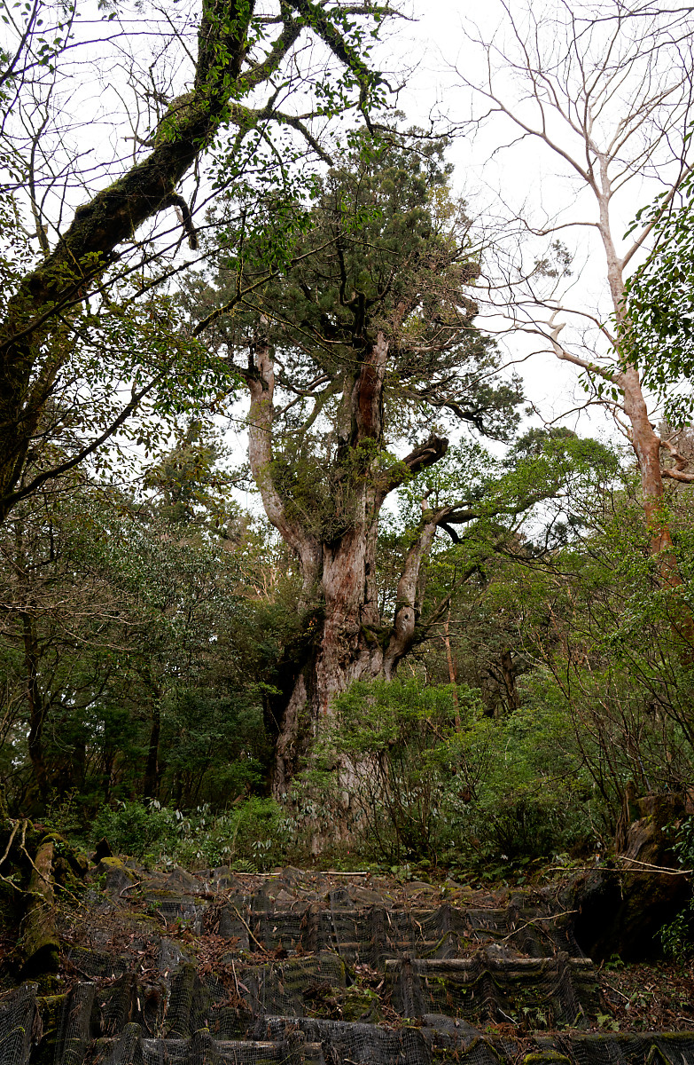 Jomon-sugi (vertical)