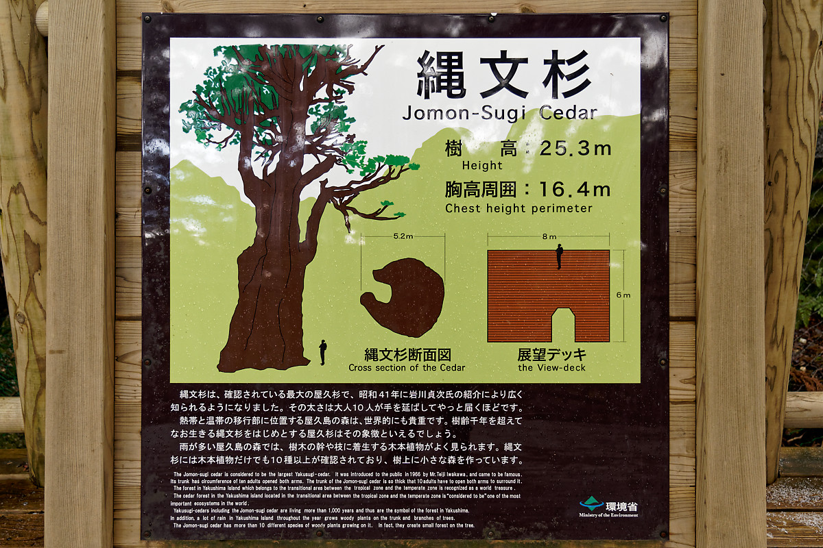 Jomon-Sugi Cedar Information