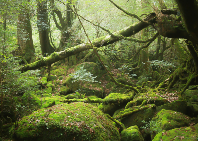 Yakushima - The Mystical Island