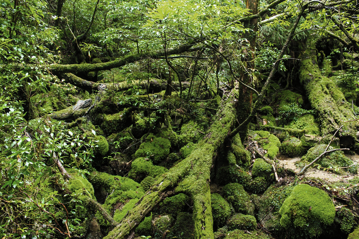 Shiratani Unsuikyo Ravine